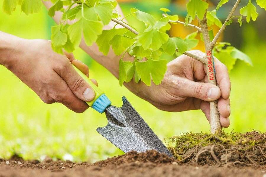 Как правильно сажать деревья и кустарники весной